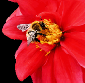 bee collecting nectar from a flower